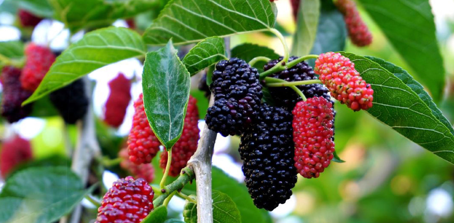 Morus alba plant - A photo of a Morus alba plant, also known as white mulberry. It features a small to medium-sized deciduous tree with a rounded crown and serrated, heart-shaped leaves that are typically glossy green in color. The tree produces small, cylindrical fruits that are initially green and then turn various shades of red, purple, or black when ripe. 