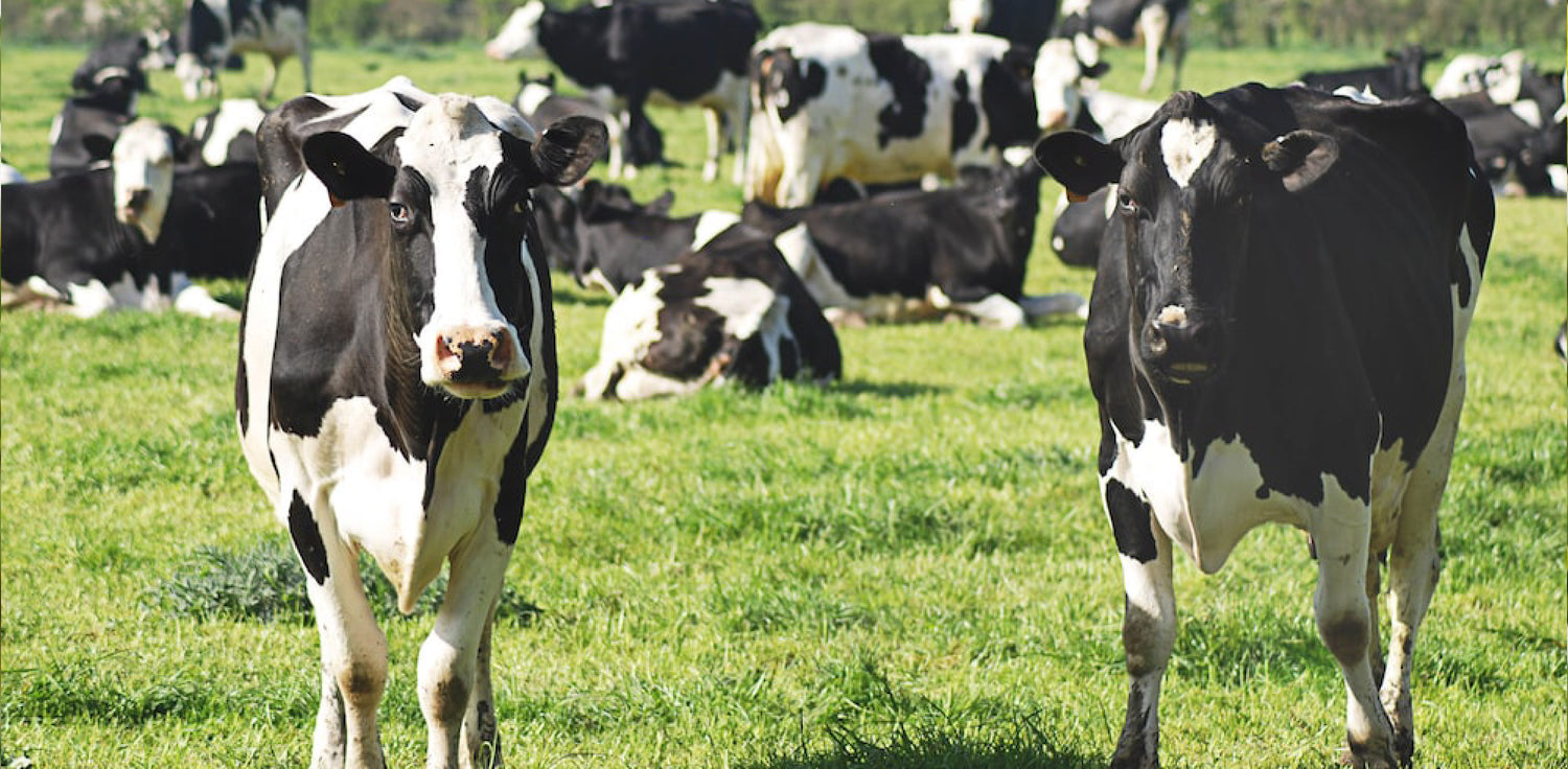 Dairy cows - A photo of a group of dairy cows grazing in a lush green pasture. The cows are large mammals with black and white or brown and white coloration. They have a stocky build, short legs, and large udders. The image shows the cows peacefully grazing on grass, with some cows looking directly at the camera. The pastoral scene conveys the concept of dairy farming and milk production.