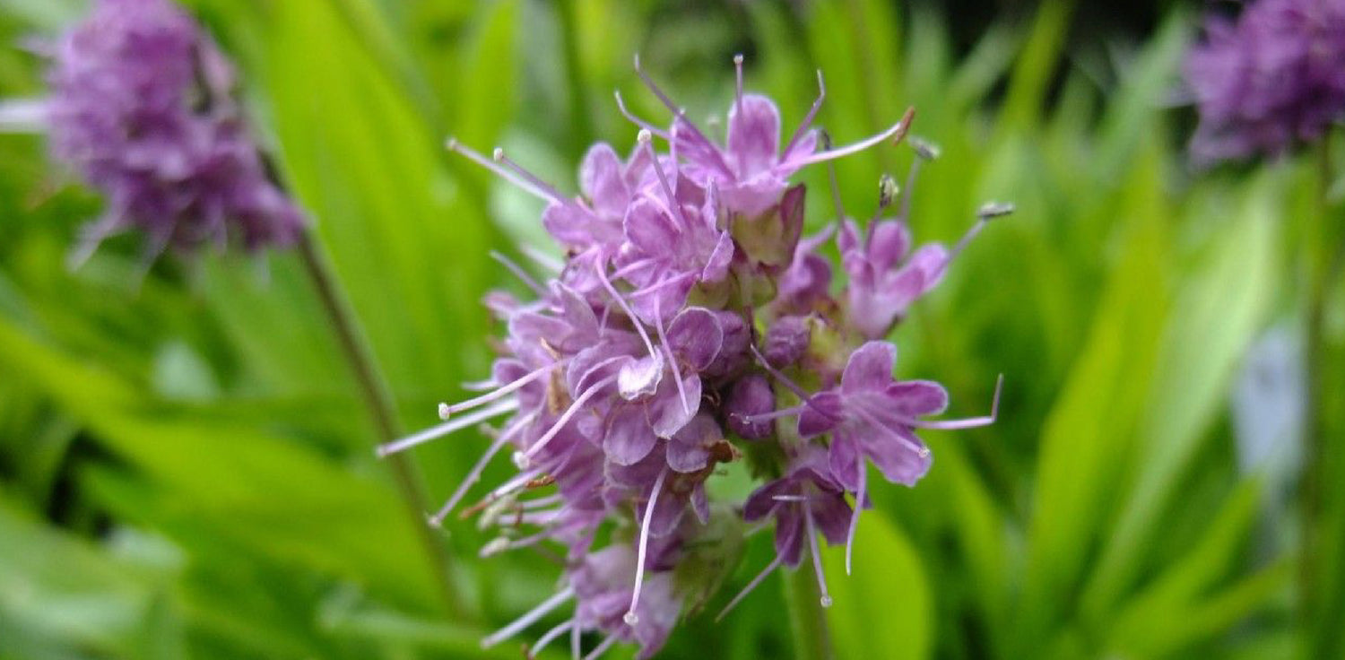 Nardostachys jatamansi plant - A photo of Nardostachys jatamansi, also known as spikenard or jatamansi. It features a perennial herbaceous plant with long, slender stems and heart-shaped leaves. The leaves are arranged in a rosette at the base of the plant, and the stems are topped with small, dense clusters of pink or lavender flowers. 