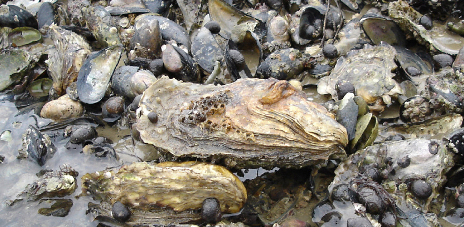 Shellfish - A photo of various types of shellfish, including clams, mussels, oysters, and scallops. The shellfish may appear in their natural state, with their hard shells intact, and may vary in size, shape, and color depending on the species. Shellfish are aquatic animals that are characterized by their hard outer shells, which protect their soft bodies. 