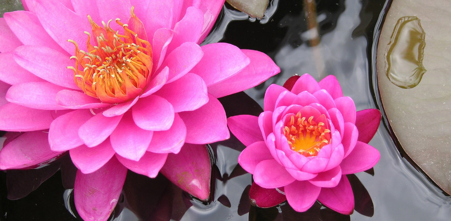 Nelumbo nucifera plant - A photo of Nelumbo nucifera, also known as sacred lotus or lotus. It features an aquatic perennial plant with large, round, floating leaves and showy, fragrant flowers. The leaves are often held above the water surface on long stalks, while the flowers are typically pink or white with numerous petals and a distinctive seed pod in the center. 