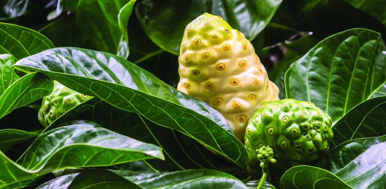 Morinda citrifolia tree - A photo of a Morinda citrifolia tree, It features a small to medium-sized evergreen tree with a distinctive rounded crown and large, dark green leaves. The leaves are elliptical in shape with prominent veins and have a glossy appearance. The tree produces small, tubular flowers that are usually white or yellowish in color. The flowers are followed by unusual, knobby fruits that are green when unripe and turn yellowish-white when ripe. 