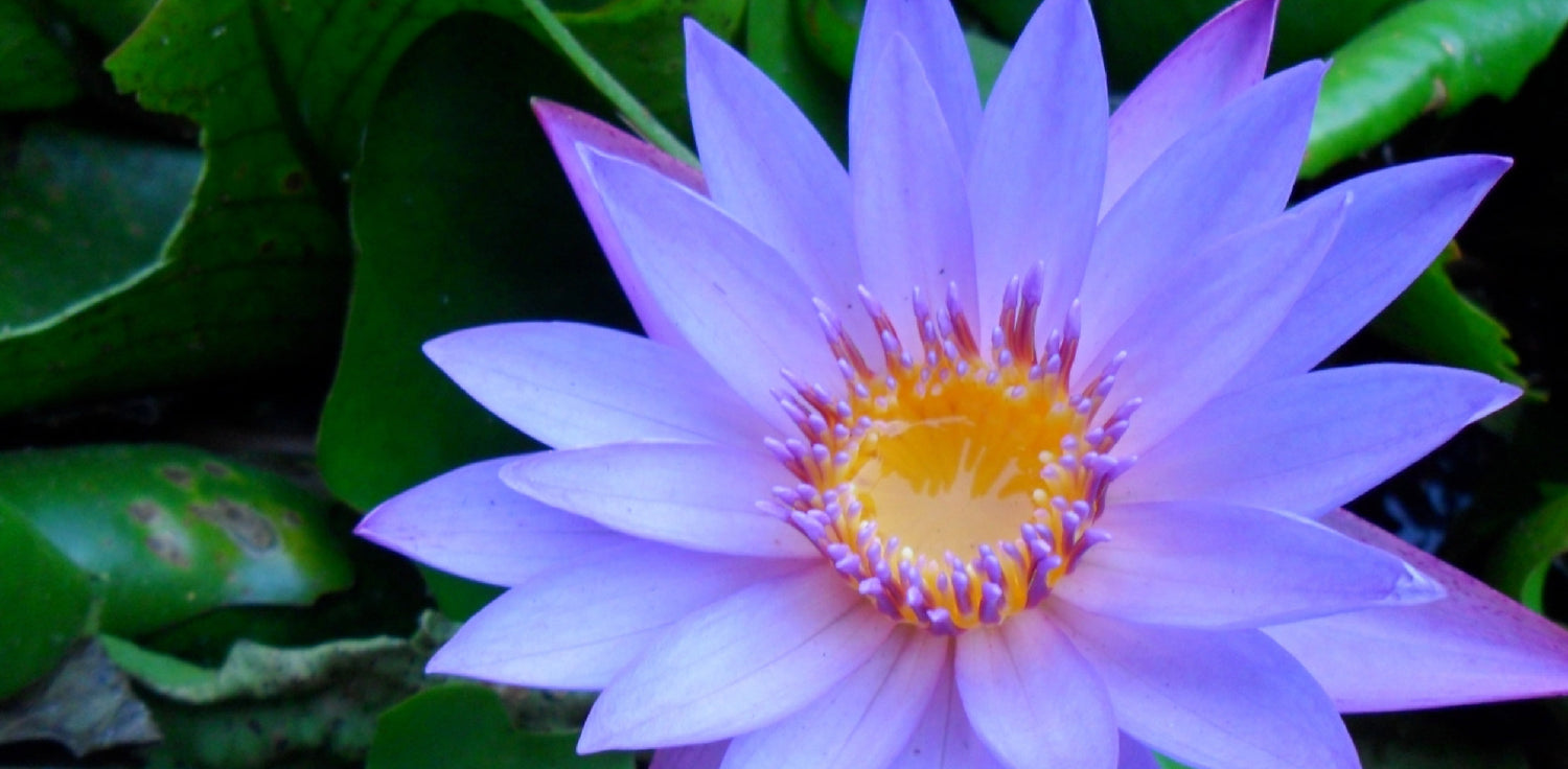 Blue water lily - A photo of a blue water lily. It features a floating aquatic plant with round leaves that are often spotted with purple or green and have a waxy texture. The leaves are typically green on the upper surface and purple on the lower surface. The plant produces fragrant, blue flowers with numerous petals arranged in a symmetrical pattern, and a yellow or white center. The flowers float on the water's surface and are known for their striking blue coloration. 