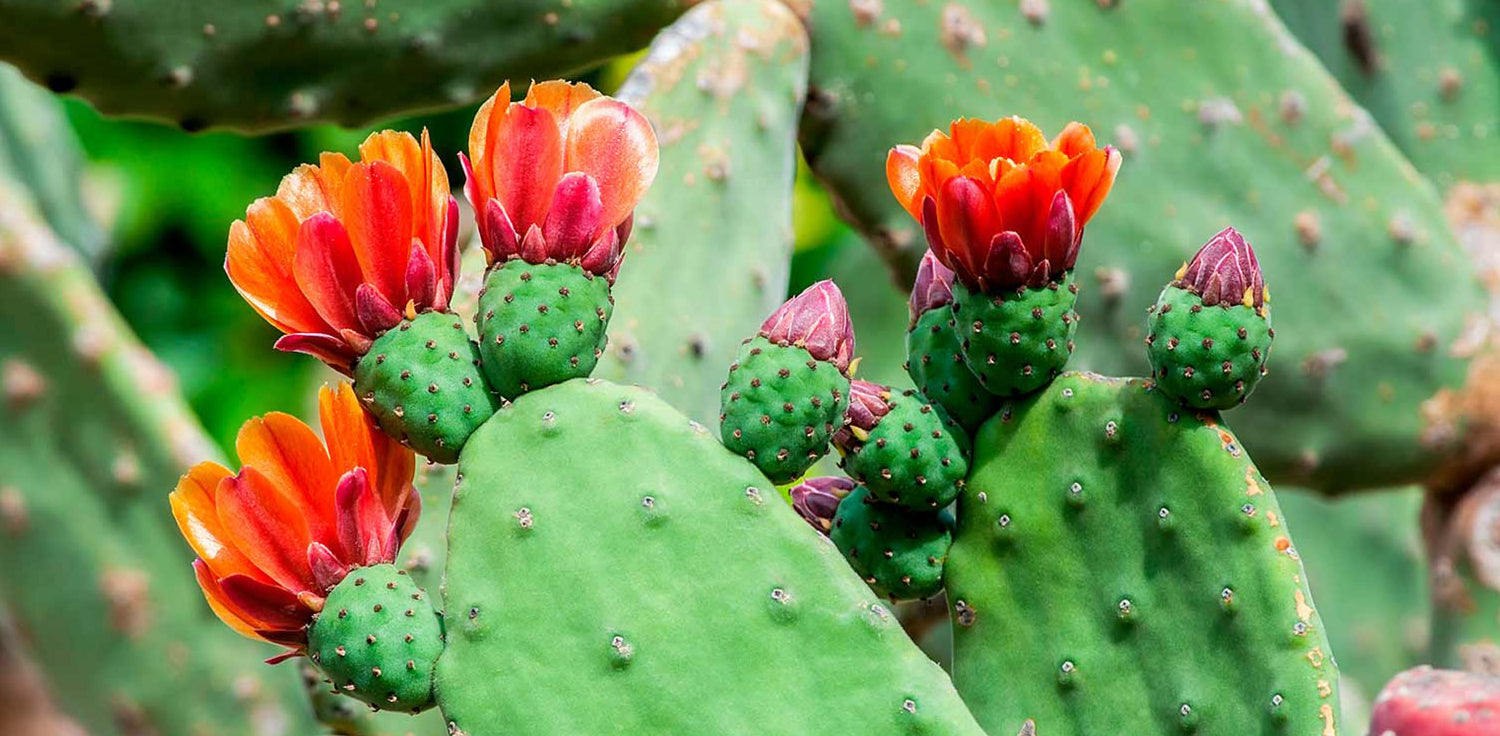Opuntia cactus plant - A photo of an Opuntia cactus, also known as a prickly pear cactus or paddle cactus. It features a succulent plant with flattened, pad-like stems that are typically covered in spines or glochids. The stems are typically green to bluish-green in color and have distinctive, oval-shaped pads that can be segmented or jointed. Opuntia cacti are known for their unique appearance, with showy flowers in colors such as yellow, orange, pink, or red, and juicy fruits known as prickly pears. 