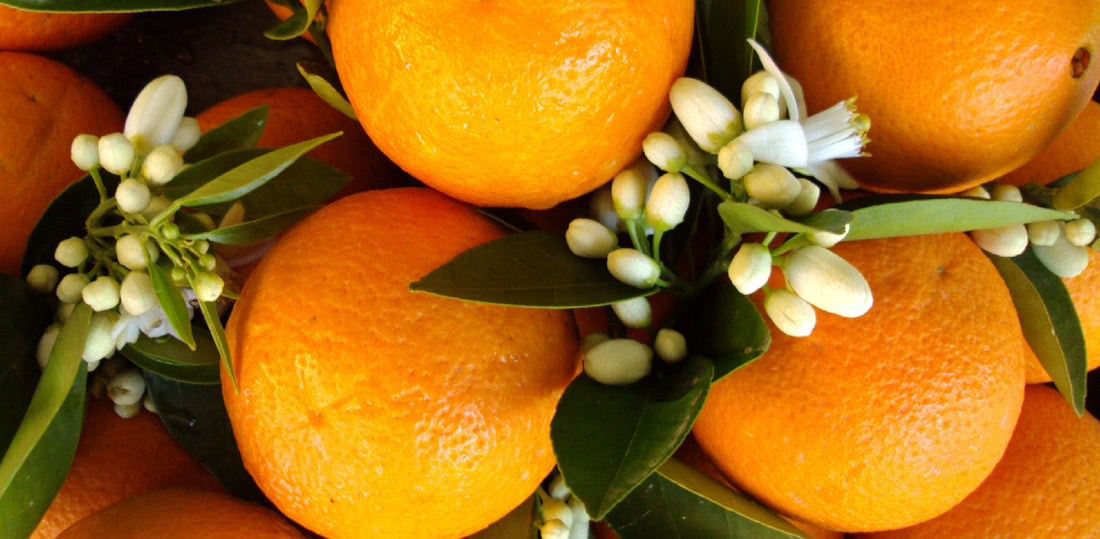 Extracts Orange blossom CLAYPODS