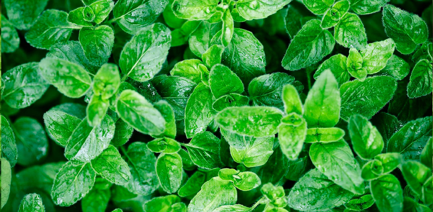 Oregano plant - A photo of an oregano plant, scientifically known as Origanum vulgare. It features a perennial herb with aromatic leaves and small, tubular flowers. The leaves are opposite, oval-shaped, and dark green, with a strong and pleasant scent. The flowers are typically pink, purple, or white and are clustered at the tips of the stems.