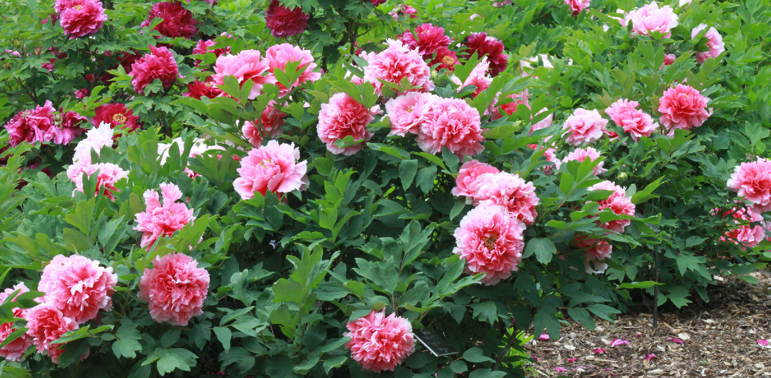 Paeonia suffruticosa plant - A photo of a Paeonia suffruticosa, commonly known as tree peony or Moutan peony. It features a deciduous shrub with woody stems, large showy flowers, and dark green leaves. The flowers are typically pink, red, white, or yellow and have multiple layers of petals that create a lush, full appearance. The leaves are deeply divided into lance-shaped segments and have a glossy texture. 