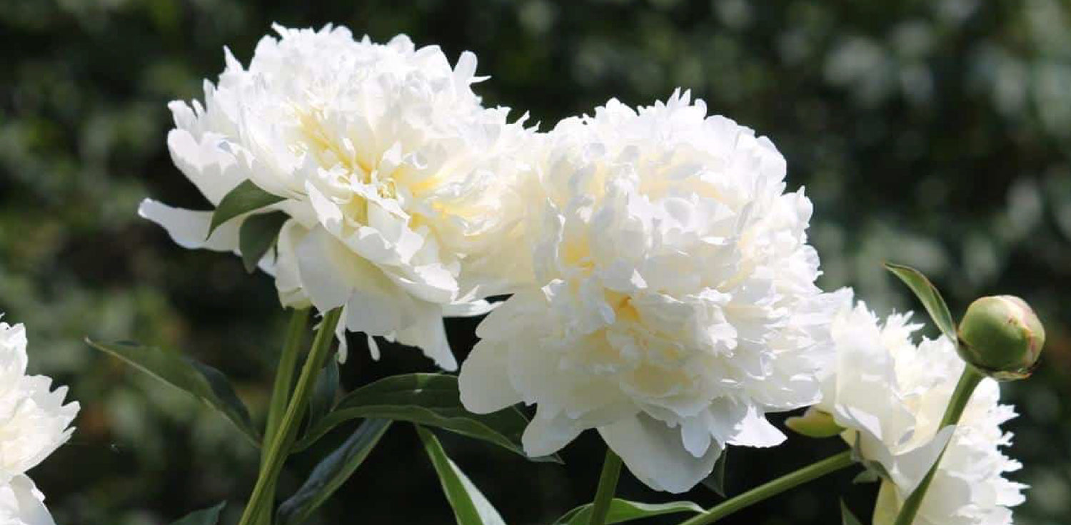 Paeonia lactiflora plant - A photo of a Paeonia lactiflora, commonly known as herbaceous peony or Chinese peony. It features a herbaceous perennial plant with large, fragrant flowers and deeply divided leaves. The flowers are typically pink, red, white, or a combination of colors, and have multiple layers of petals that form a lush, full appearance. The leaves are glossy and deeply lobed, with a serrated margin. 