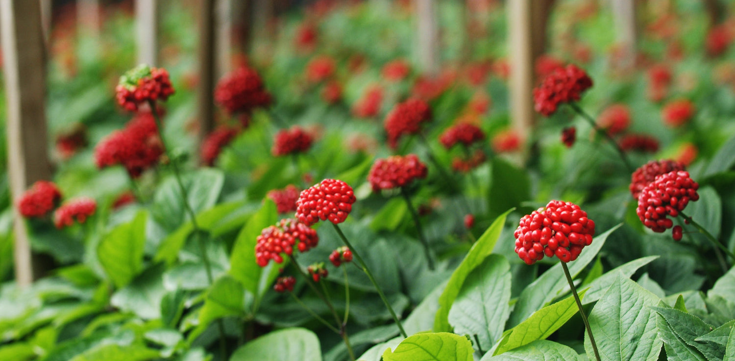 Panax ginseng plant - A photo of a Panax ginseng, commonly known as ginseng or Asian ginseng. It features a slow-growing perennial herbaceous plant with distinctive leaves and a thick, fleshy root. The leaves are compound with five leaflets arranged in a palmate pattern, and the root is often forked or branched. The plant produces small clusters of flowers and red berries. 