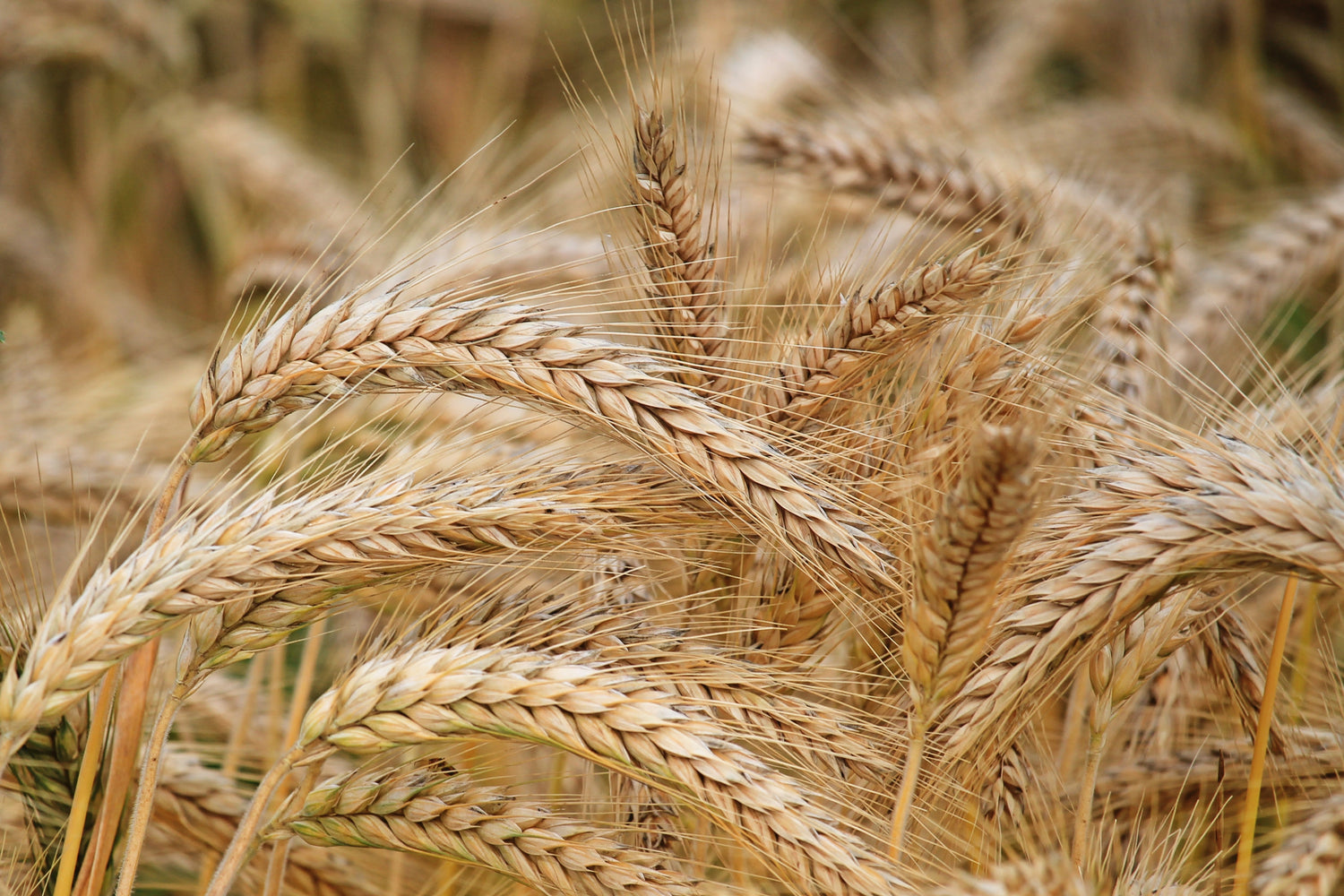 Wheat - A photo of a field of wheat, a cereal grain that is a staple food in many parts of the world. The photo shows a vast expanse of tall green stalks with long slender leaves, swaying in the wind. At the top of each stalk are multiple heads, each containing many small grains that are harvested and processed into flour for baking and other food products.