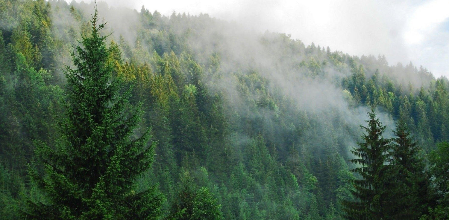 French maritime pine tree - A photo of a Pinus pinaster, commonly known as French maritime pine or maritime pine. It features a tall evergreen coniferous tree with a straight trunk, rugged bark, and long, needle-like leaves arranged in bundles of two. The tree has a conical shape and produces woody cones that contain pine seeds. 