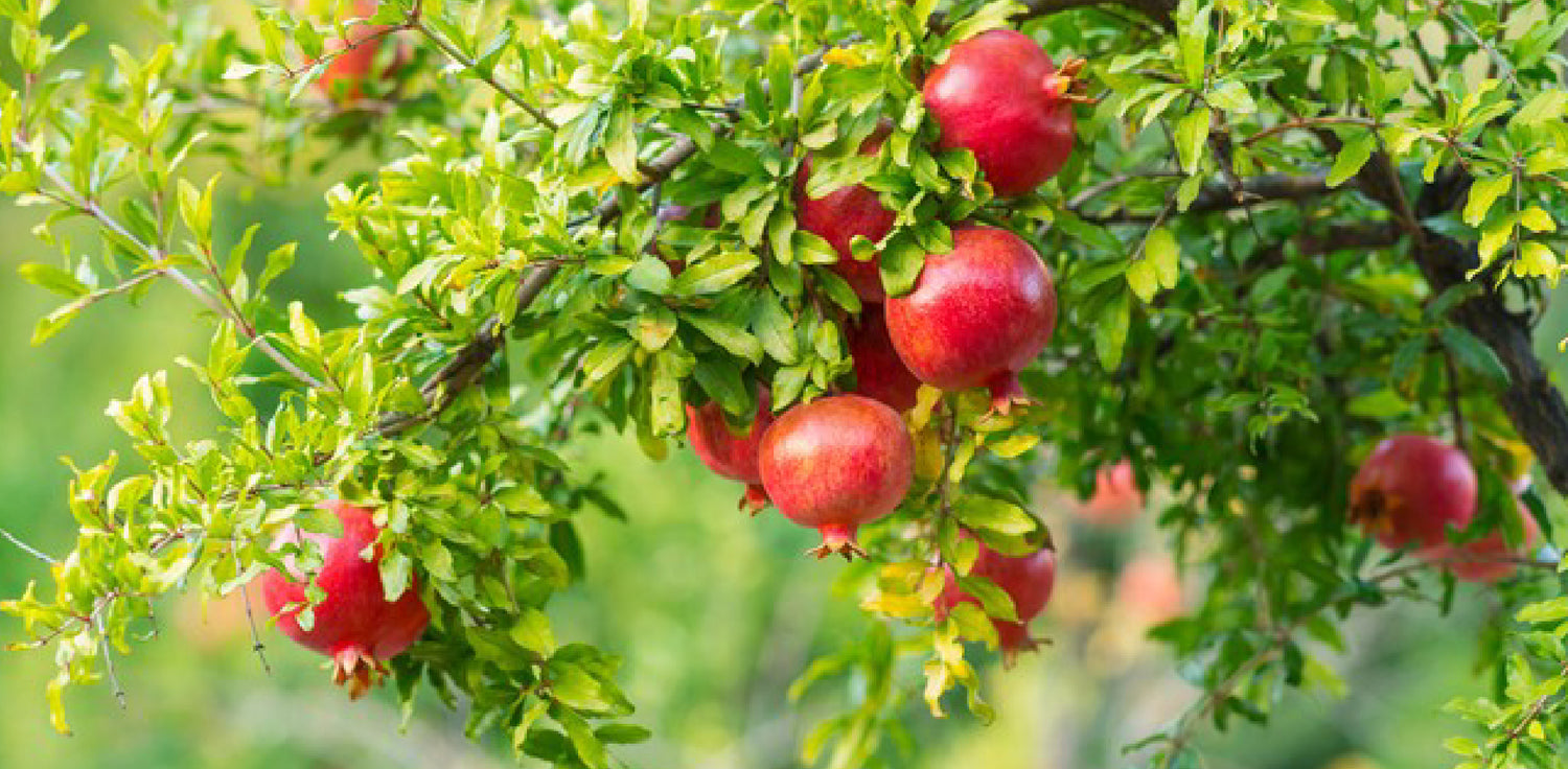 Pomegranate tree - A photo of a pomegranate tree, also known as Punica granatum. It features a small to medium-sized deciduous tree with multiple trunks or branches, and glossy green leaves. The tree produces vibrant red or orange flowers and bears distinctive round fruits with a tough outer rind, containing juicy red seeds inside.
