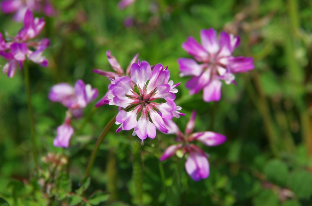 Astragalus Membranaceus - A photo of Astragalus Membranaceus, commonly known as Huang Qi or Mongolian Milk Vetch, typically featuring a perennial herbaceous plant with pinnately compound leaves that have numerous small leaflets. The leaves are usually hairy and grayish-green in color. The plant produces small, inconspicuous flowers that are typically yellow or white in color, and they are arranged in spikes or racemes. 