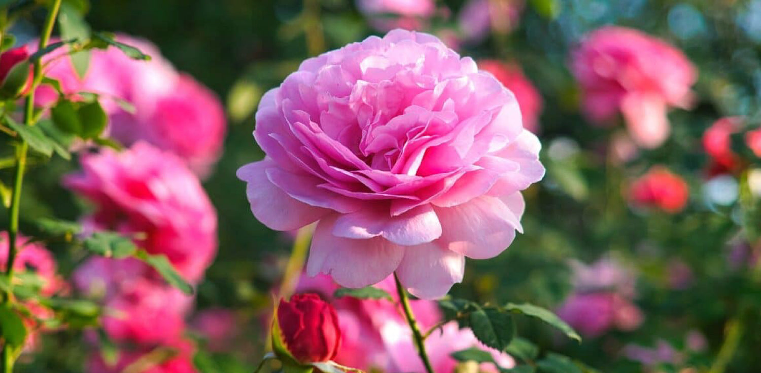 Rosa centifolia plant - A photo of a Rosa centifolia, also known as the hundred-petaled rose or cabbage rose. It is a deciduous shrub with thorny branches and pinnately compound leaves. The flowers of Rosa centifolia are large, full, and highly fragrant, typically in shades of pink, red, or white. The blooms are densely packed with numerous petals, giving them a distinctive and lush appearance. 