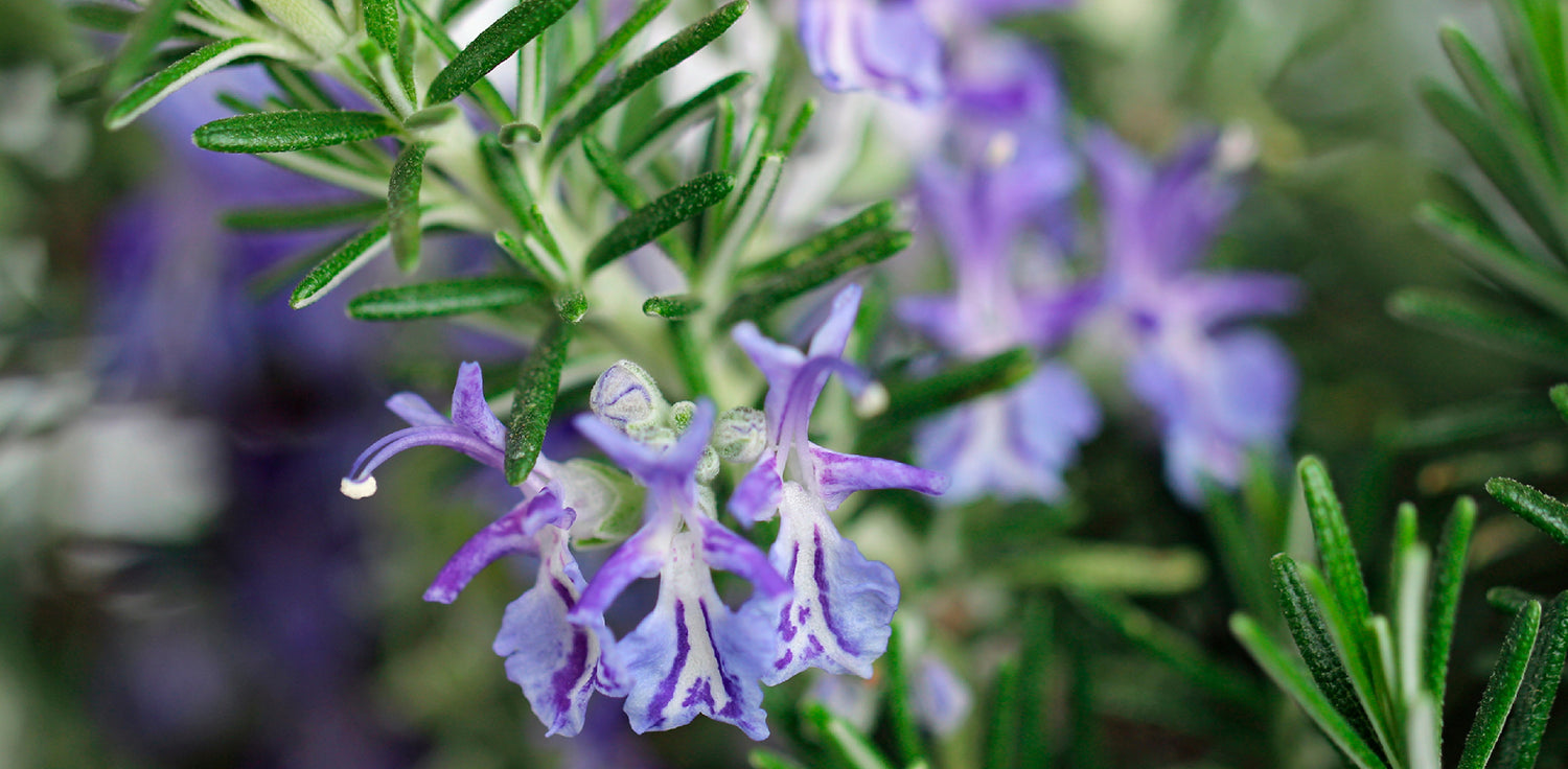 Rosmarinus Officinalis plant - A photo of Rosmarinus Officinalis, commonly known as rosemary. It is a fragrant evergreen herb with needle-like leaves that are typically dark green on top and lighter on the underside. The leaves are arranged in opposite pairs along the woody stems and are often curled or twisted. Rosemary produces small, pale blue to purple flowers that are clustered at the ends of the branches