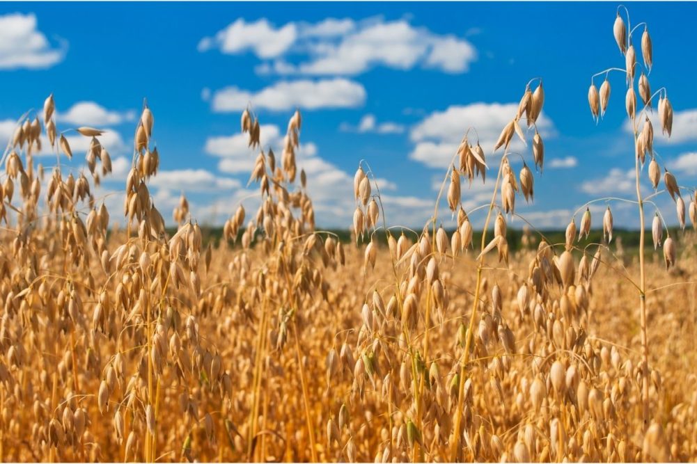 Oat Plant - A photo of an oat plant, typically featuring a grass-like plant with slender leaves and a distinctive seed head called a panicle. The leaves are long and flat, with parallel veins, and they have a slightly bluish-green color. The oat plant produces seed heads with numerous small flowers that develop into oat grains.