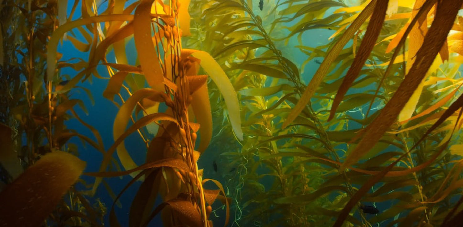 Kelp - A photo of kelp, a type of large brown seaweed that is commonly found in marine environments. Kelp typically has long, broad, and sturdy fronds with a distinctively rich brown color. The fronds can grow to considerable lengths, sometimes reaching up to several meters, and often have gas-filled bladders that help them float towards the water's surface to access sunlight.
