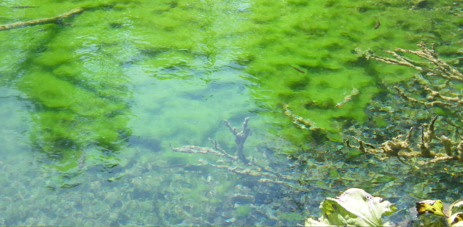 Spirulina genus - A photo of Spirulina, a genus of blue-green algae, also known as cyanobacteria. Spirulina is a microscopic filamentous cyanobacteria that is known for its distinct spiral or helical shape, giving it its name. It typically forms dense mats or colonies in freshwater or saltwater environments, and can range in color from blue-green to dark green. 