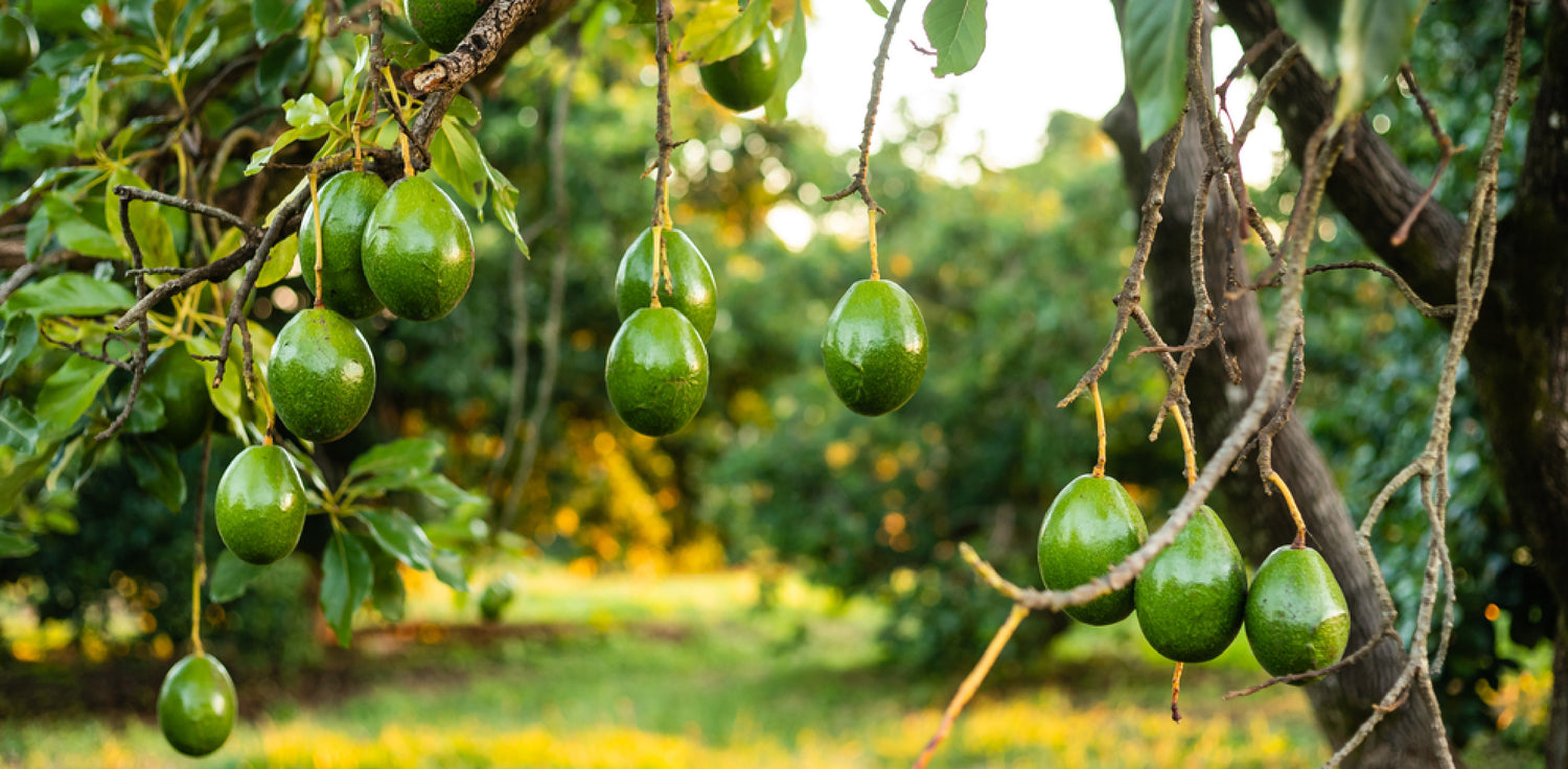 Avocado Tree - A photo of an avocado tree, typically featuring a medium to large evergreen tree with glossy leaves and a dense canopy. The leaves are dark green, leathery, and oval-shaped, with a smooth texture. The tree produces small, inconspicuous flowers that are usually greenish-yellow or greenish-purple in color. The avocado tree bears fruit that is pear-shaped or spherical, with a tough outer skin that can be dark green, purple, or black when ripe