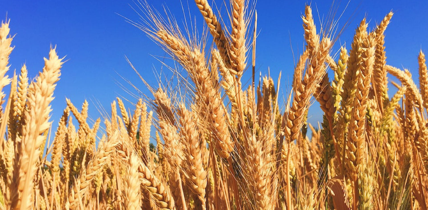 Wheat plant - A photo of a wheat plant, a cereal crop commonly grown for its edible grains. It features tall, slender stalks with long leaves and a prominent seed head or "ear" at the top. The seed head contains multiple spikelets with kernels or grains that are typically golden or light brown in color.