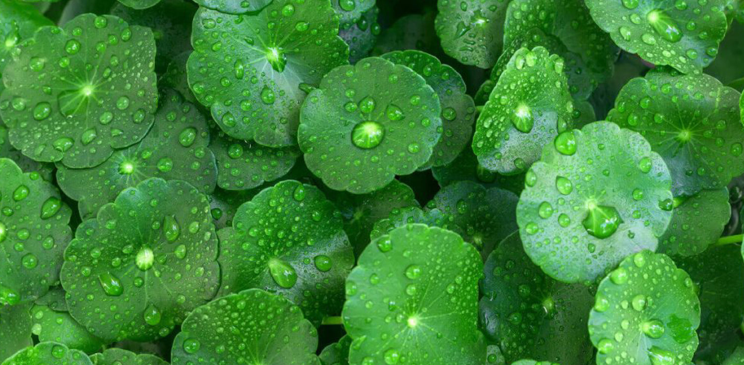 Centella asiatica plant - A photo of a Centella asiatica plant, also known as Gotu Kola or Indian Pennywort. It is a small herbaceous perennial plant with kidney-shaped leaves that grow in clusters along creeping stems. The leaves have a green color and are often used in culinary and traditional herbal preparations. Centella asiatica produces small, inconspicuous flowers and has a spreading habit, forming dense mats of vegetation. 