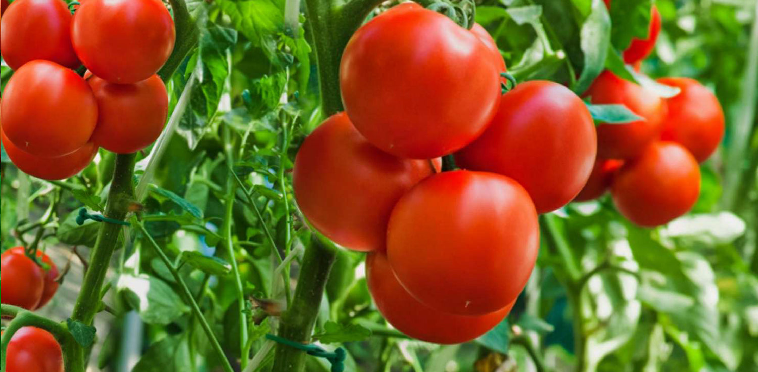 Tomato plant - A photo of a tomato plant, a popular and widely cultivated vegetable plant. It typically has a thick stem with numerous branches, green leaves, and clusters of small yellow flowers that eventually develop into fruits. The fruits, known as tomatoes, come in various shapes, sizes, and colors, including red, yellow, orange, and even purple, depending on the variety. 