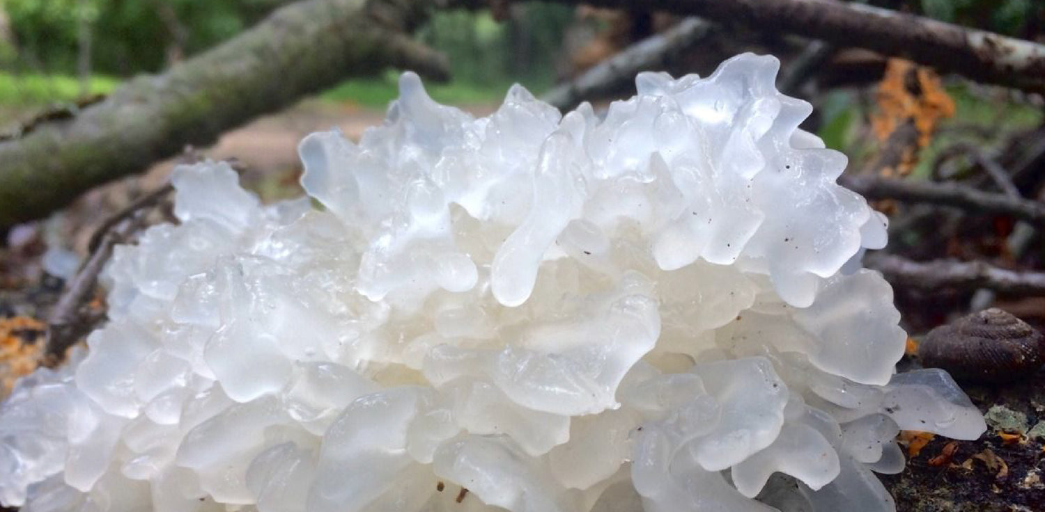 Tremella fuciformis mushroom - A photo of the Tremella fuciformis mushroom, commonly known as snow fungus or silver ear fungus. It is a unique and edible mushroom that has a gelatinous texture and a pale, translucent appearance. The mushroom forms distinct, wavy, or lobed structures that resemble small, white or yellowish clouds or waves. 