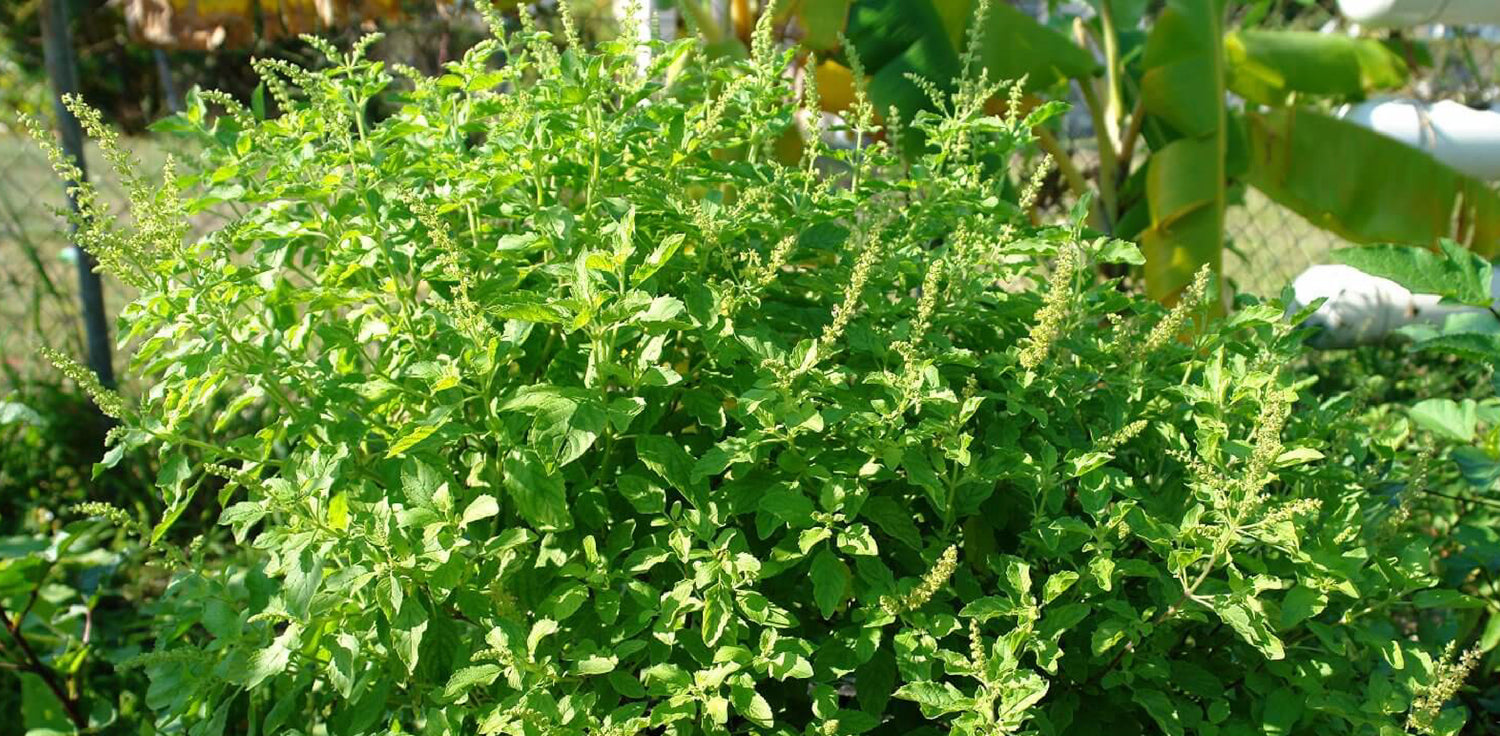Ocimum sanctum plant - A photo of the Ocimum sanctum plant, commonly known as holy basil or tulsi. It features aromatic, glossy leaves that are green or purple in color, and have serrated edges. The leaves are opposite, oval or lance-shaped, and often have a strong, pleasant scent. The plant produces spikes of small, tubular flowers that can be white, pink, or purple in color.