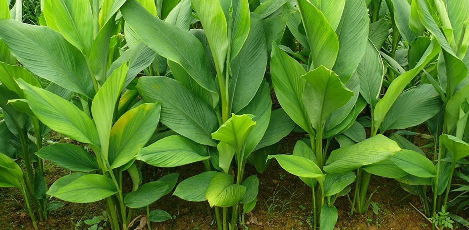 Curcuma longa plant - A photo of the Curcuma longa plant, commonly known as turmeric. It features large, tropical-looking leaves that emerge from underground rhizomes. The leaves are lance-shaped, alternate, and have a glossy texture. The plant produces tall spikes of flowers with bracts that are often brightly colored, ranging from white to pink to yellow.