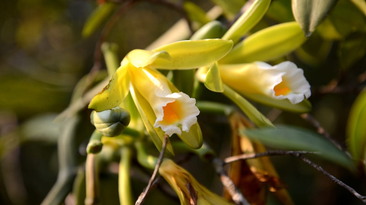 Vanilla plant - A photo of the Vanilla plant, an orchid species known for its fragrant and flavorful pods. The plant features long, climbing vines with thick, fleshy leaves and aerial roots. The flowers are large, typically cream-colored, and have a unique structure with a lip that serves as a landing platform for pollinators. The plant produces long, dark pods known as vanilla beans that are used to extract the vanilla flavor used in culinary and fragrance applications. 