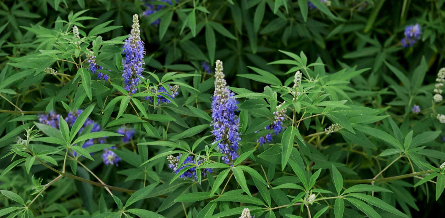 Vitex agnus-castus tree - A photo of Vitex agnus-castus, commonly known as chaste tree or monk's pepper. It is a deciduous shrub or small tree with palmate leaves composed of slender, finger-like leaflets. The leaves are dark green and have a fragrant, herbal scent. The tree bears spikes of fragrant, lavender-blue to lilac-colored flowers that attract pollinators. After flowering, it produces small, round fruit clusters that are green when young and turn dark brown when ripe.