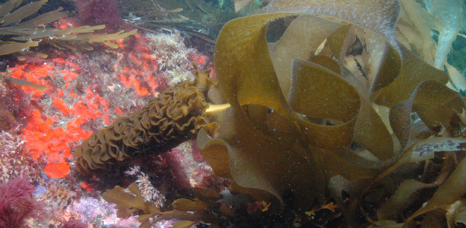 Wakame seaweed - A photo of wakame seaweed, scientifically known as Undaria pinnatifida. It is a type of brown seaweed with long, strap-like fronds that are dark green to brown in color. The fronds are typically thin and delicate, with a slightly crinkled texture. 