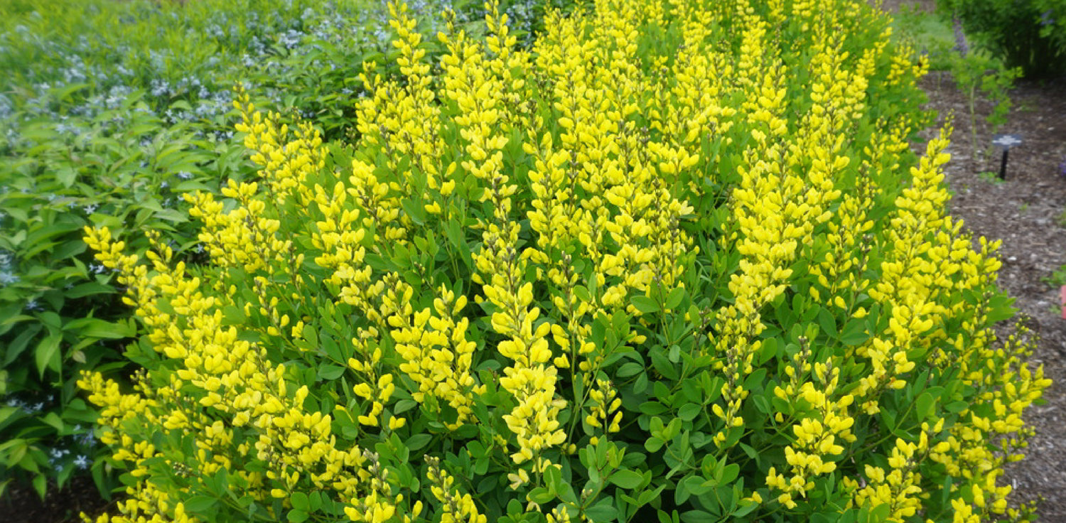 Wild Indigo herb - A photo of a Wild Indigo plant, also known as Baptisia spp. It features tall, upright stems with palmately compound leaves and spikes of pea-like flowers in various colors such as blue, yellow, or white. The flowers have a distinctive keel shape and are arranged in racemes. Wild Indigo is native to North America and is commonly found in prairies, meadows, and woodland edges