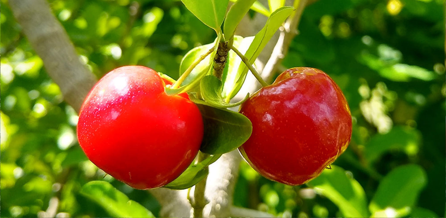 Acerola tree - A photo of an Acerola tree, also known as Barbados cherry or Malpighia emarginata. It typically features a small to medium-sized tree with a dense, bushy canopy of glossy green leaves. The leaves are typically simple and elliptical in shape. The tree produces small, cherry-like fruits that are bright red to orange in color when ripe. 