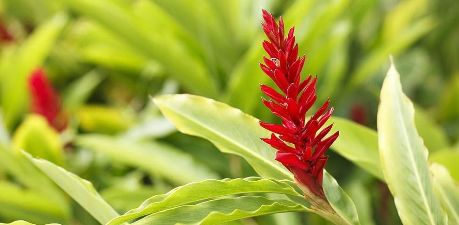 Zingiber officinale plant - A photo of a Zingiber officinale plant, commonly known as ginger. It features tall, leafy stems that arise from a thick, fleshy rhizome. The leaves are lance-shaped with a prominent midrib, and they are typically dark green in color. The plant produces cone-shaped inflorescences that emerge from the base of the stems, consisting of small, yellowish-green flowers with red or yellow bracts. The flowers are surrounded by overlapping green bracts that form a cone-like structure. 