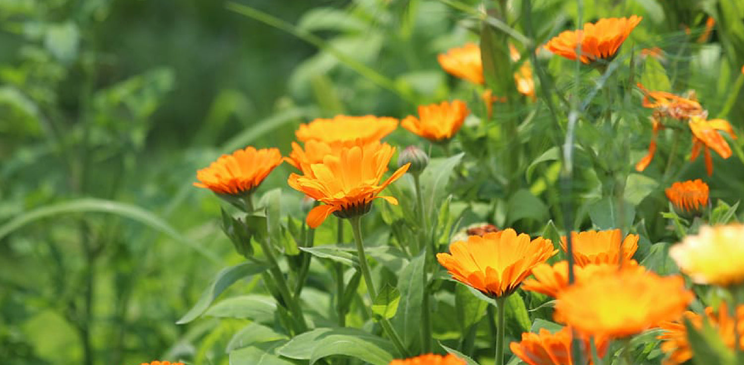 Calendula officinalis plant - A photo of Calendula officinalis, commonly known as marigold or pot marigold. It is a flowering annual or perennial herbaceous plant with bright, showy flowers in shades of yellow and orange. The flowers of Calendula officinalis are typically daisy-like, with a central disk of florets surrounded by ray florets. The leaves are usually lanceolate or ovate in shape, and they are often hairy.
