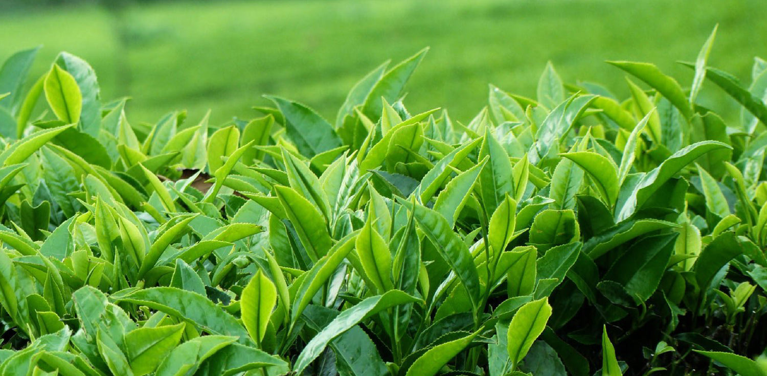 Camellia sinensis plant - A photo of Camellia sinensis, commonly known as tea plant. It is an evergreen shrub or small tree with glossy, dark green leaves and fragrant white flowers with yellow centers. The leaves of Camellia sinensis are typically elliptical or oblong in shape, and they are used to produce various types of tea, including green tea, black tea, oolong tea, and white tea. 