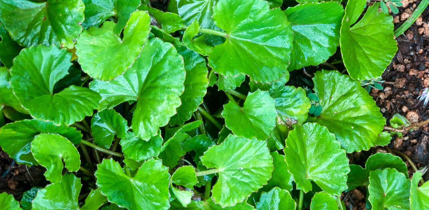 Centella Asiatica plant - A photo of a Centella Asiatica plant, also known as Gotu Kola. The plant features small, round or kidney-shaped leaves that are often arranged in clusters on long stalks. The leaves have a smooth texture and are typically green in color. The plant also produces small, inconspicuous flowers and has a creeping growth habit.