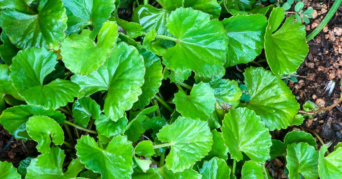Gotu kola - A photo of gotu kola, also known as Centella asiatica, a small perennial herbaceous plant with fan-shaped leaves that are typically green and rounded with long stalks. The leaves are smooth and have a distinctively scalloped margin. Gotu kola usually grows close to the ground, forming dense mats or carpets, and produces small, inconspicuous flowers that are usually pink or white in color. 