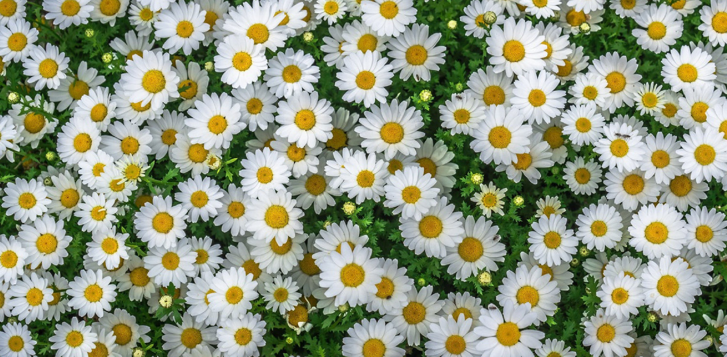 Matricaria chamomilla - A photo of Matricaria chamomilla, commonly known as German chamomile or wild chamomile. It typically features delicate, daisy-like flowers with white petals and a yellow center. The flowers are usually arranged in a flat-topped or dome-shaped cluster and emit a pleasant, sweet scent. The plant has feathery, finely-divided leaves that are typically green in color. 