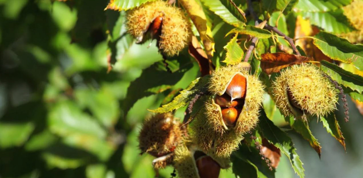 Horse Chestnut tree - A photo of a Horse Chestnut tree, scientifically known as Aesculus hippocastanum. It typically features a large deciduous tree with a broad, spreading canopy and a straight, sturdy trunk. The leaves are composed of several leaflets arranged in a palmate pattern, and they have a serrated edge. The flowers are followed by spiky fruits called conkers or horse chestnuts, which are encased in a husk. 