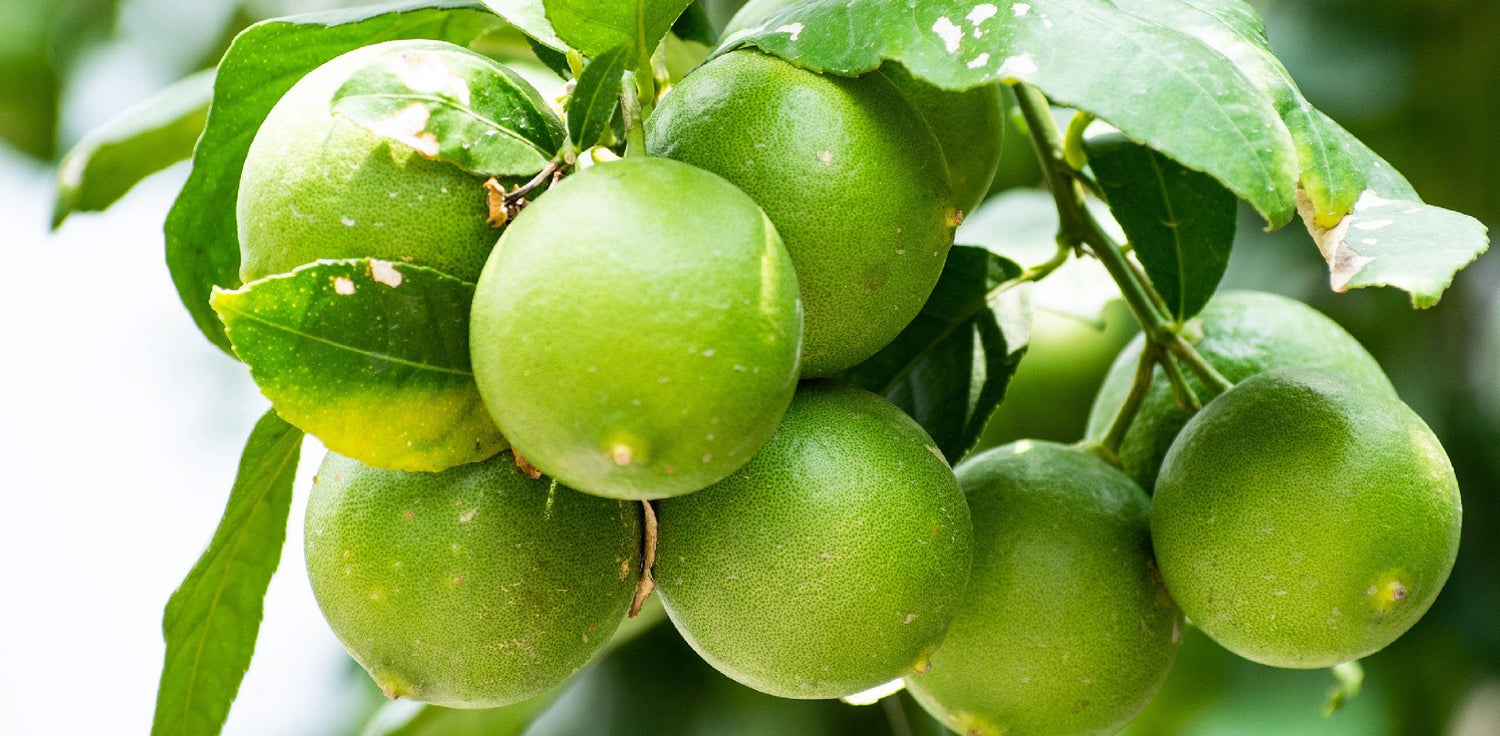 Lime tree - A photo of a lime tree, a small to medium-sized citrus tree known for its juicy and acidic fruits. The photo shows a lime tree with a dense canopy of glossy green leaves and small, fragrant flowers. The leaves are ovate or elliptical in shape and have prominent veins. Lime trees typically bear small, round or oval fruits that are green when unripe and turn yellow or greenish-yellow when mature. 