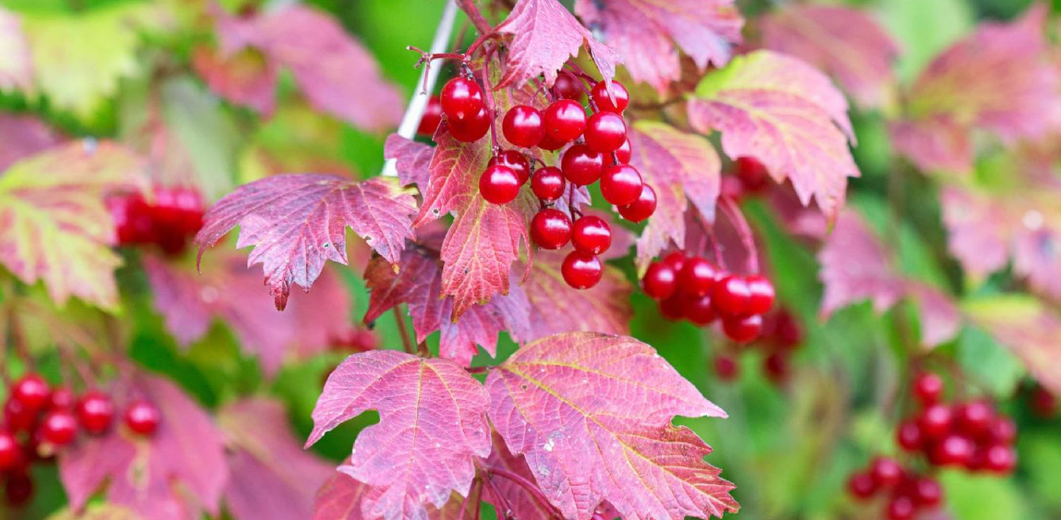 Cranberry plant - A photo of a cranberry plant, typically featuring low-growing vines with small, oval-shaped leaves and delicate pink flowers. The leaves are usually evergreen and have a glossy appearance, while the flowers are usually small and bell-shaped. The cranberry plant produces tart, red berries that are known for their use in sauces, drinks, and other culinary applications. 