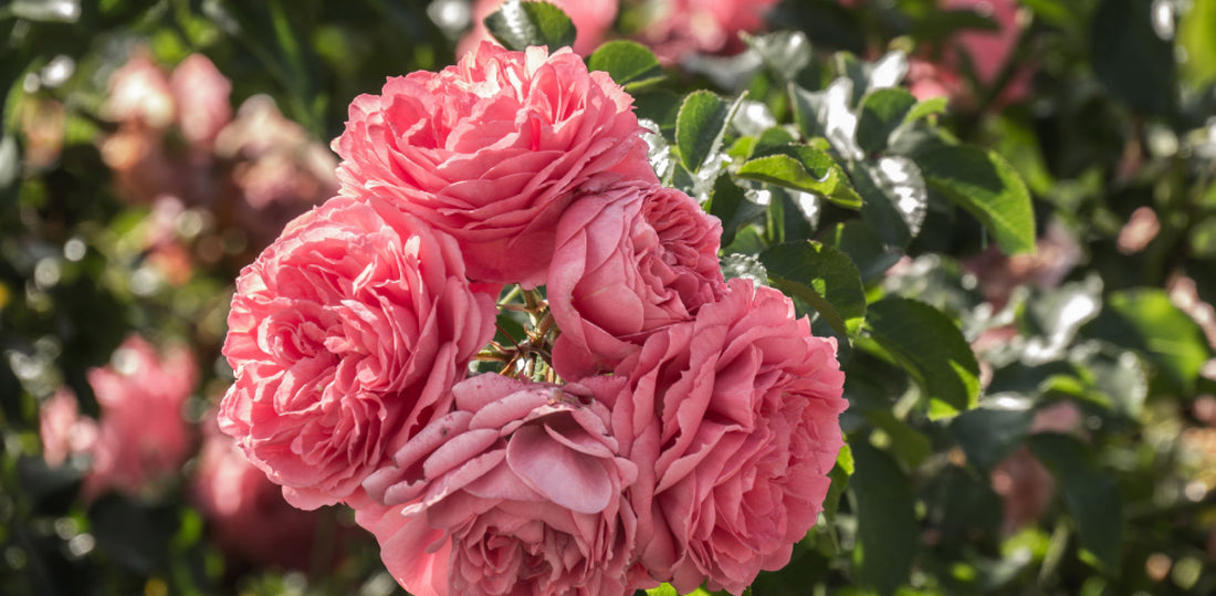 Extracts Damask rose CLAYPODS