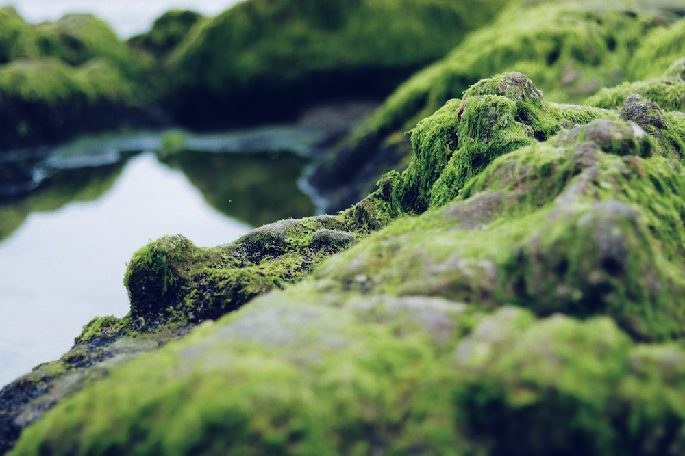 Algae - A photo of various types of algae, which are a diverse group of photosynthetic organisms that can be found in different aquatic environments. Algae can come in different shapes, sizes, and colors, ranging from microscopic single-celled organisms to large multicellular seaweeds. Some algae may appear as slimy green mats, while others may form intricate structures resembling plant leaves or filaments. Algae can exhibit a wide range of colors, including green, brown, red, and even blue. 