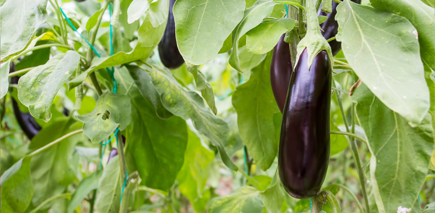 Eggplant Plant - A photo of the eggplant (Solanum melongena). The eggplant, also known as aubergine, is a flowering plant that belongs to the nightshade family. It typically features large, oblong to oval-shaped fruits with a smooth, glossy skin in shades of purple, black, or white. The plant has large leaves with a slightly fuzzy texture and produces purple or white flowers with a characteristic star-like shape. 