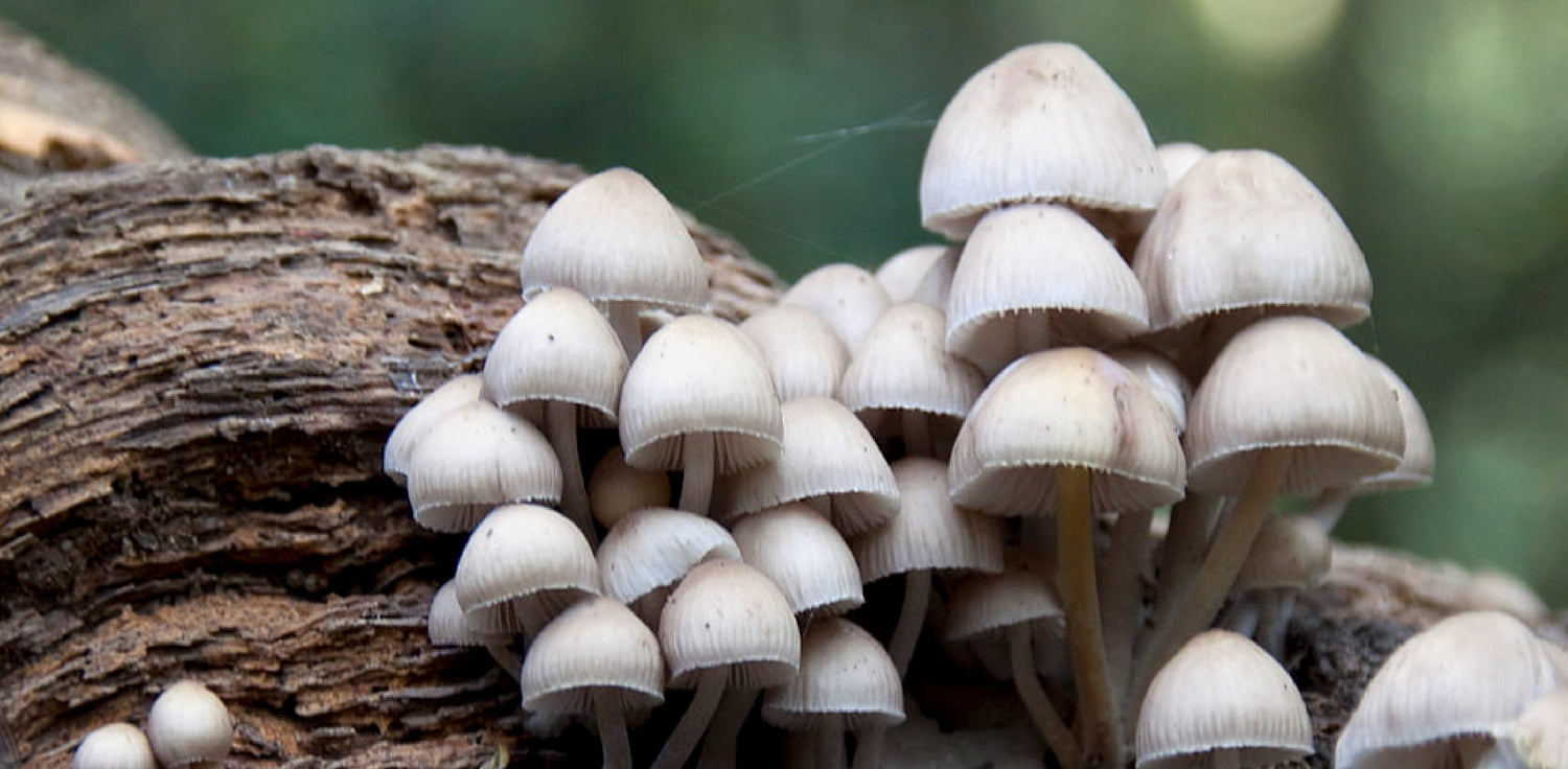 Mushrooms - A photo of various types of mushrooms, a type of fungi that typically grow in moist environments and have distinctive cap and stem structures. The photo shows mushrooms of different shapes, sizes, and colors, including button mushrooms, shiitake mushrooms, and oyster mushrooms, among others. The mushroom caps may be rounded, flat, or irregular in shape, and may have different surface textures, such as smooth, wrinkled, or bumpy. 