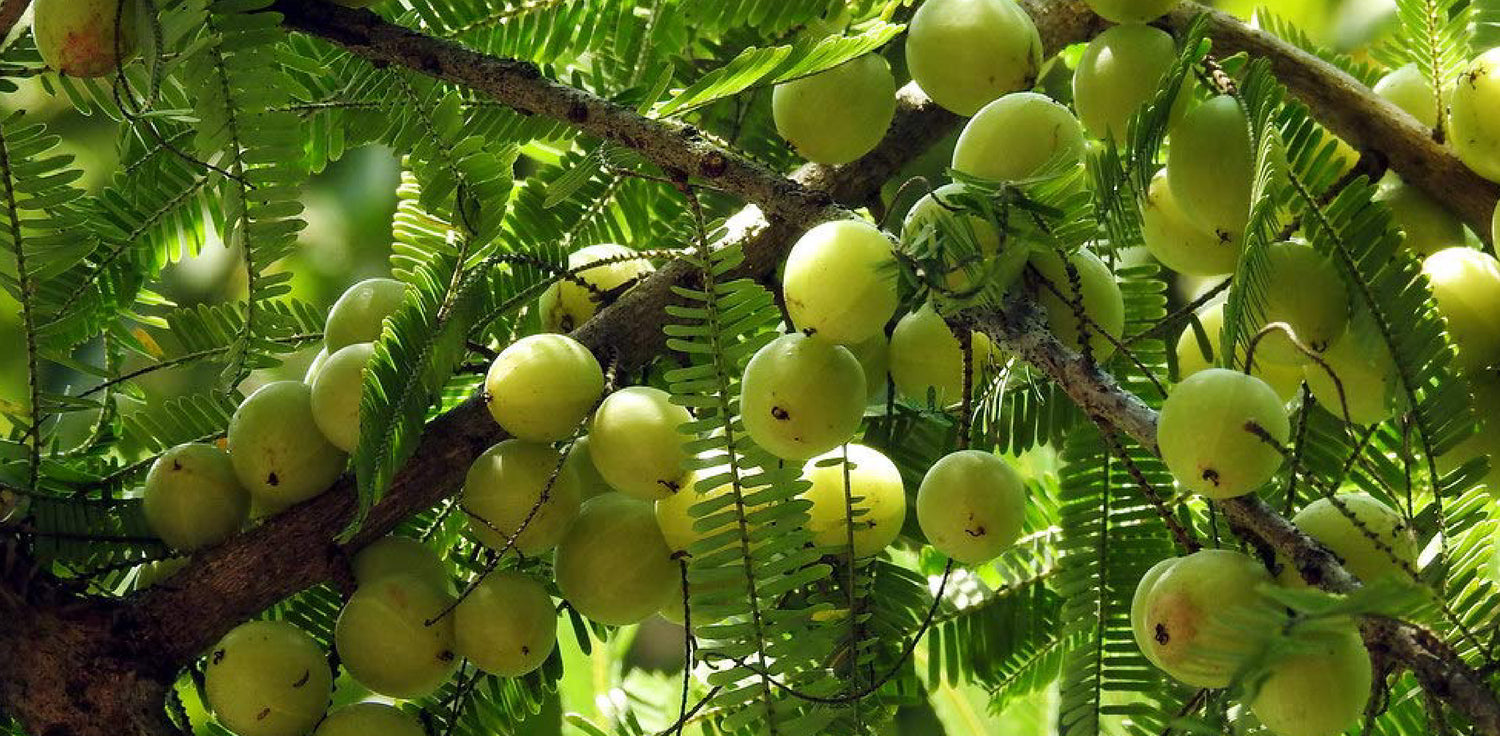 Emblica officinalis tree - A photo of Emblica officinalis, commonly known as Indian gooseberry or amla. The tree is medium to large in size and features a spreading canopy with branches that bear simple, oblong leaves. The leaves are typically light green in color and have a glossy appearance. The tree produces small, greenish-yellow flowers that are inconspicuous and are followed by fleshy fruit that is round and has a smooth surface. 