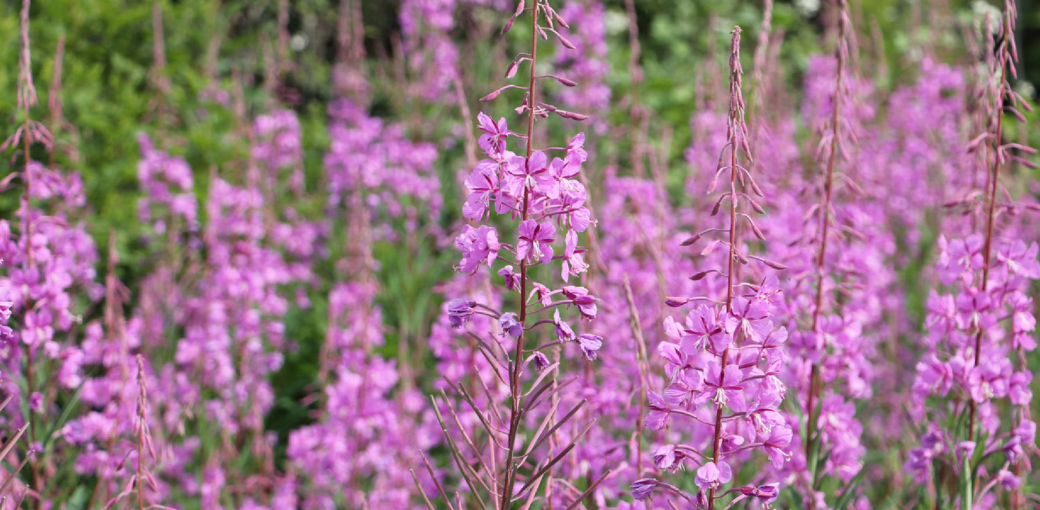 Epilobium angustifolium plant - A photo of Epilobium angustifolium, commonly known as fireweed or willowherb. The plant features tall, slender stems with lanceolate leaves that are arranged in opposite pairs along the stem. The leaves are typically toothed and have a medium to dark green color. The plant produces spikes of pink to purple flowers that are bell-shaped and have four petals. The flowers are clustered at the top of the stem and give the plant a striking appearance