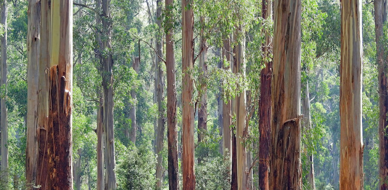 Eucalyptus tree - A photo of a eucalyptus tree, belonging to the genus Eucalyptus in the Myrtaceae family. The tree features a tall, straight trunk with rough bark that peels off in strips, revealing smooth patches underneath. The leaves of the eucalyptus tree are typically lanceolate or ovate in shape, with a waxy texture and a strong aromatic scent. The leaves are often bluish-gray or green in color, depending on the species. 